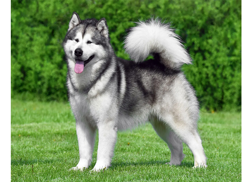 Alaskan Malamute