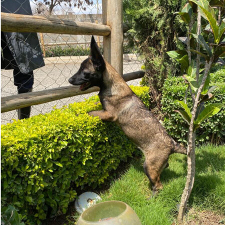Belgian Malinois
