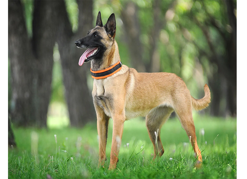 Belgian Malinois