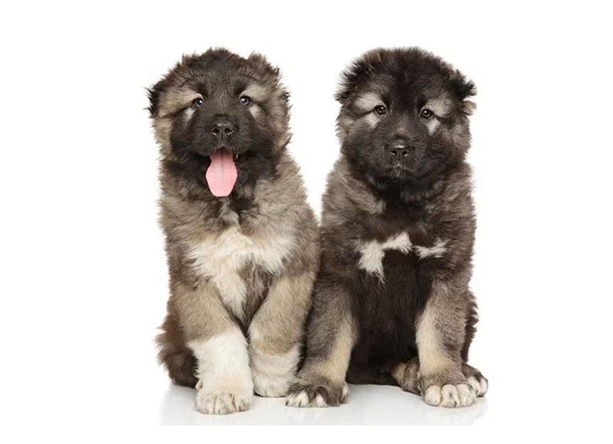 Caucasian Shepherd