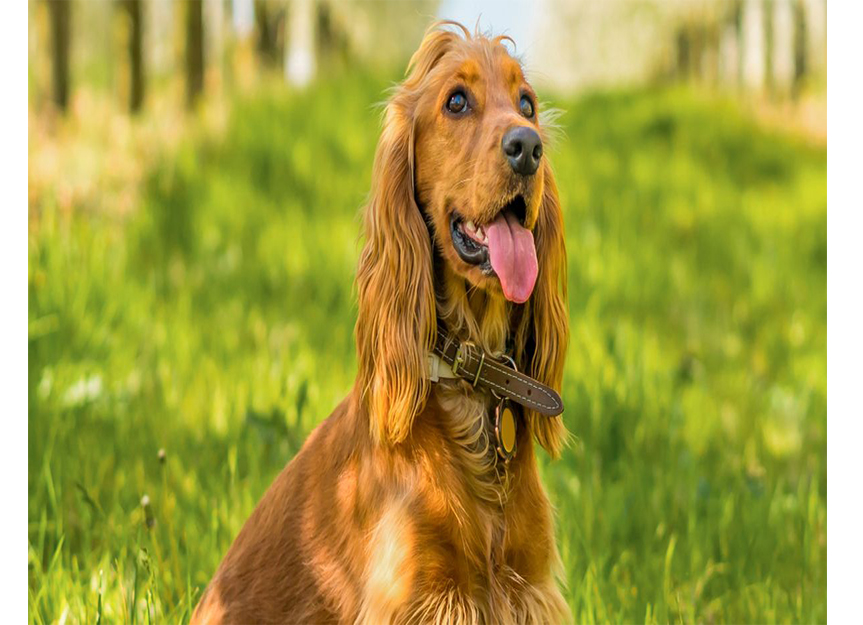 Cocker Spaniel