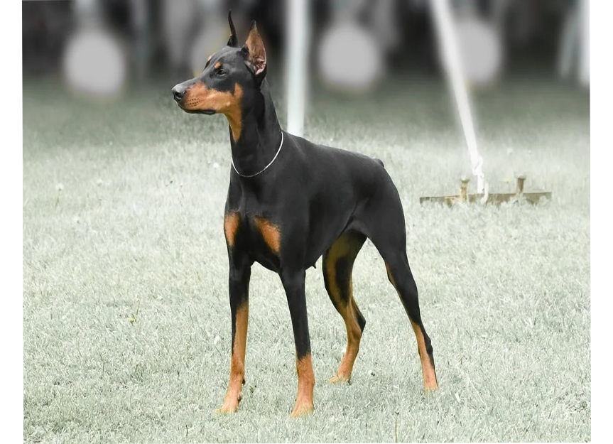 Doberman Pinscher
