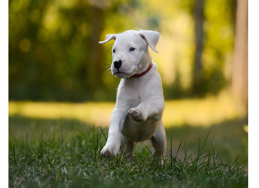 Dogo Argentino
