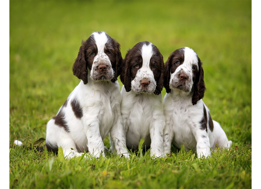 English Springer Spaniel
