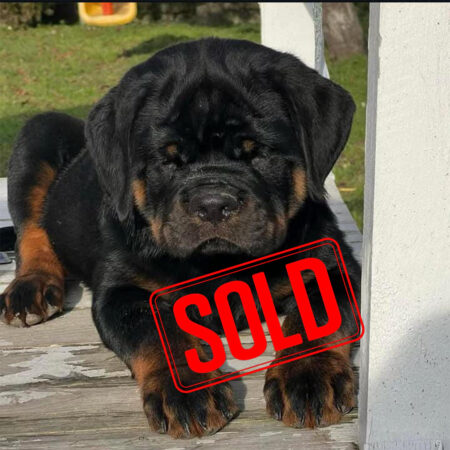 Rottweiler Puppy