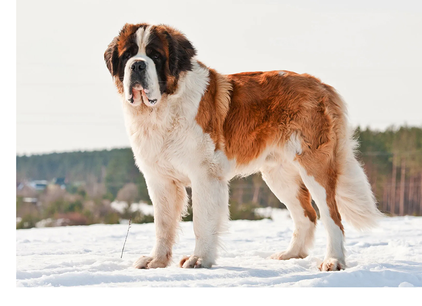 Saint Bernard