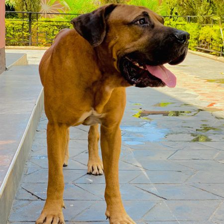 Boerboel
