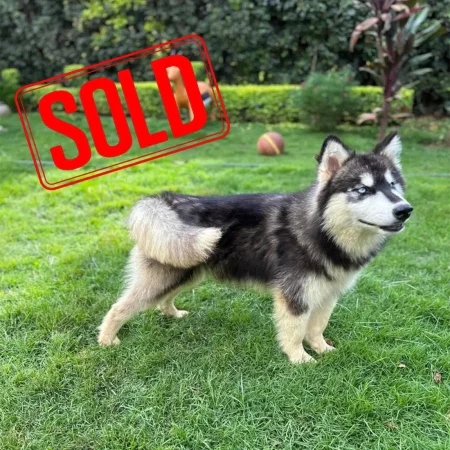Alaskan Malamute