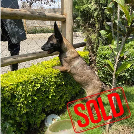 Belgian Malinois