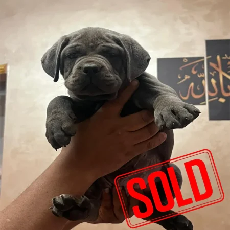 Cane Corso