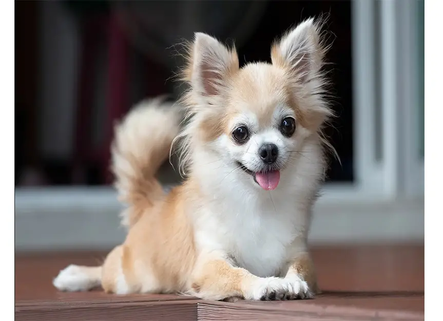 Chihuahua