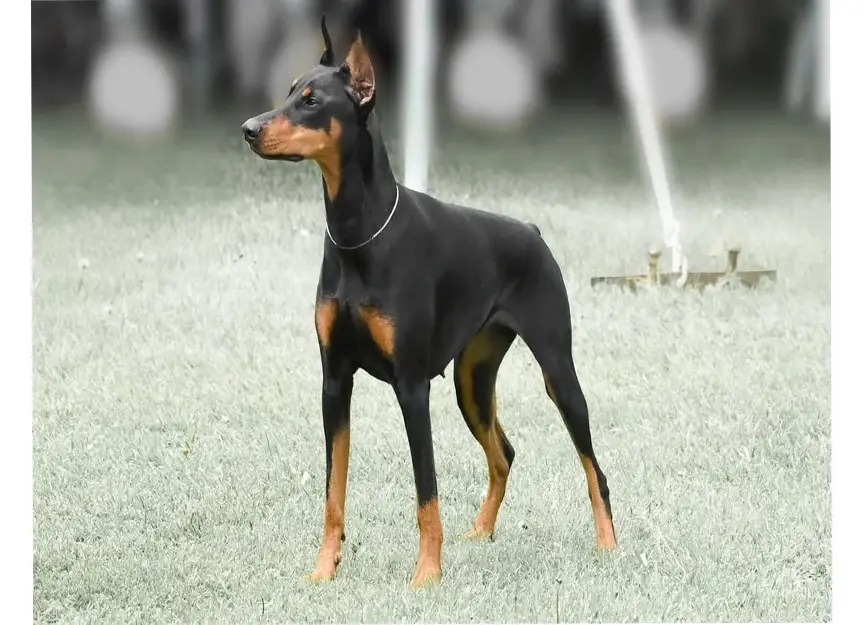 Doberman Pinscher