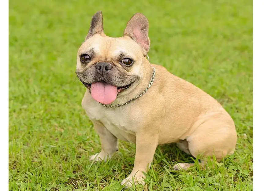 French Bulldog