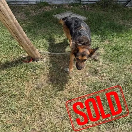 German shepherd