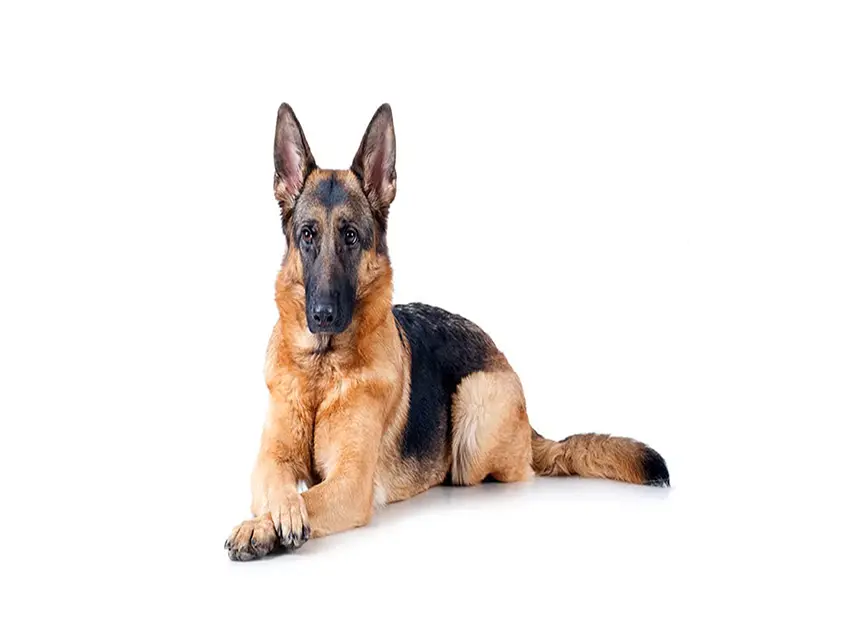 German Shepherd