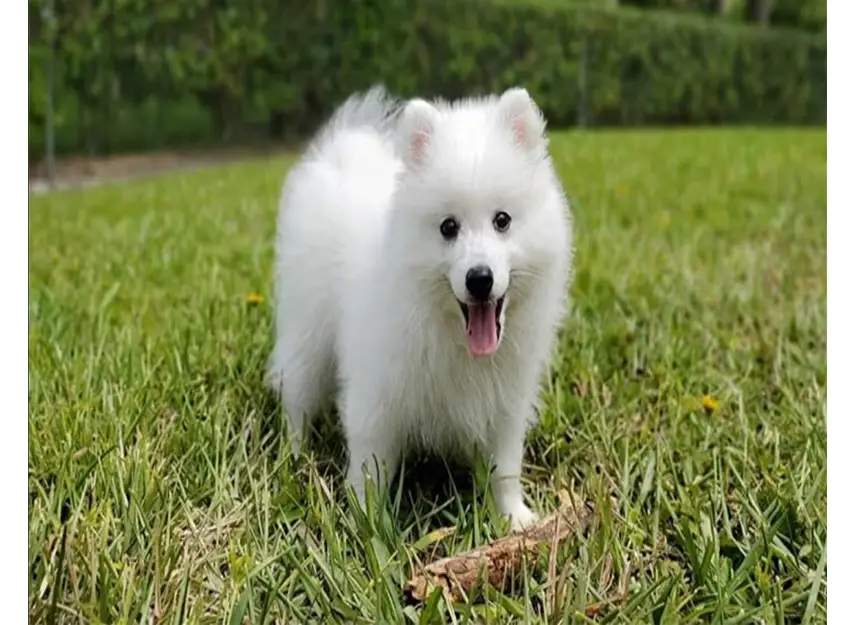 Japanese spitz