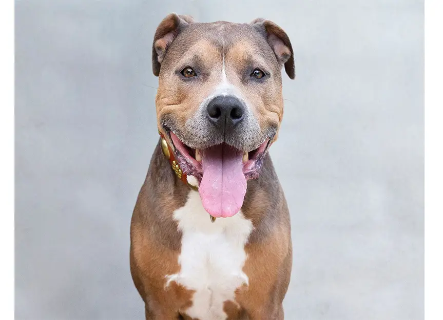 Pit Bull