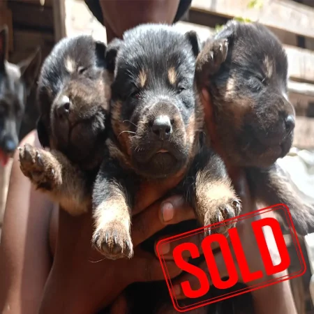 Rottweiler