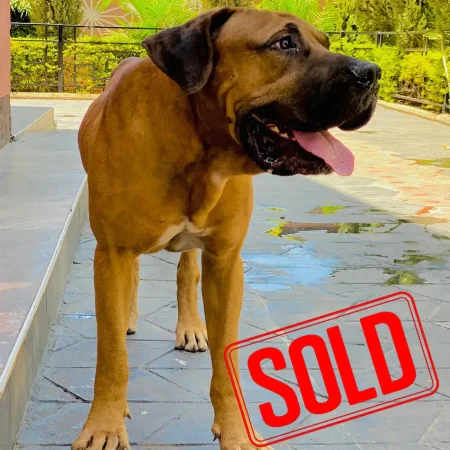 Boerboel