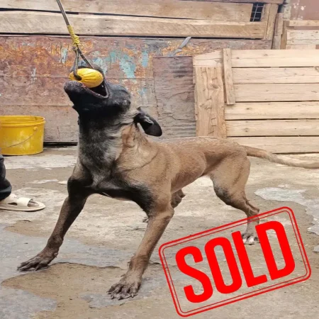 Belgian malinois