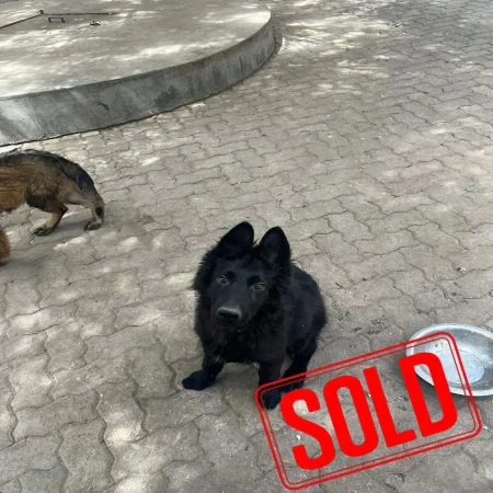 German shepherd