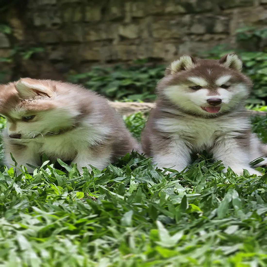 husky 1