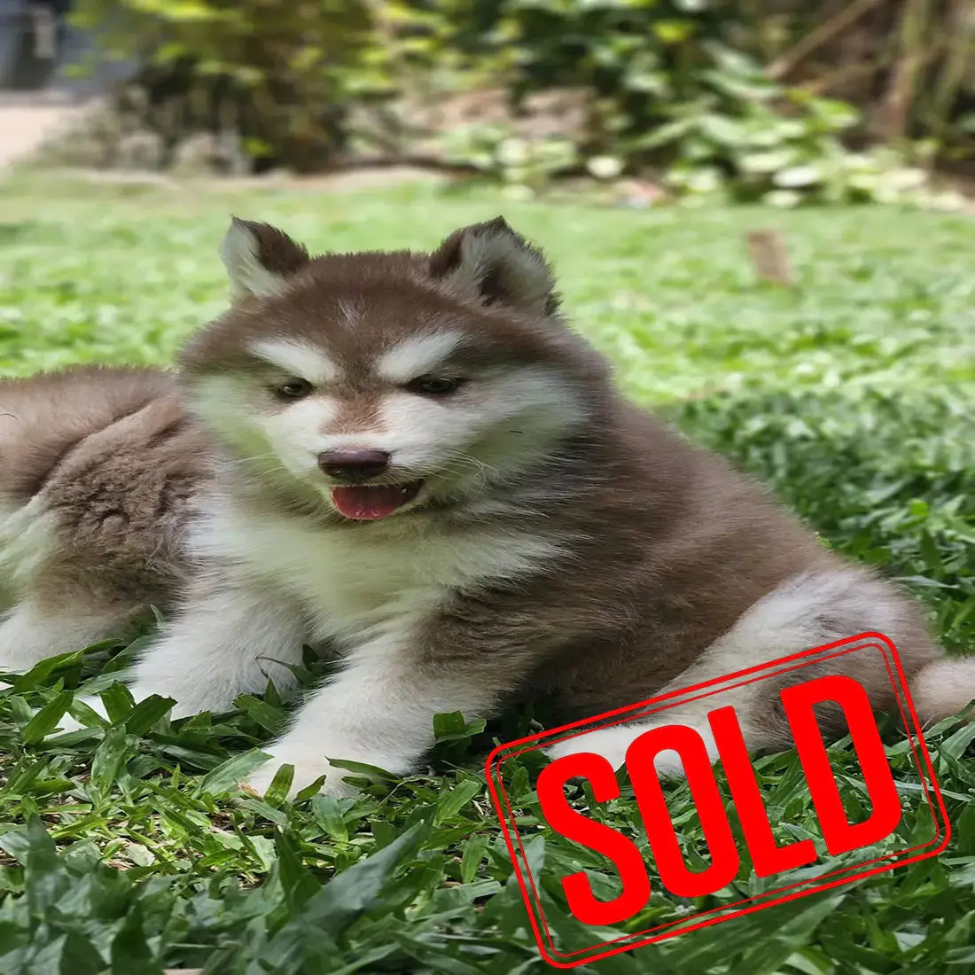 husky-2