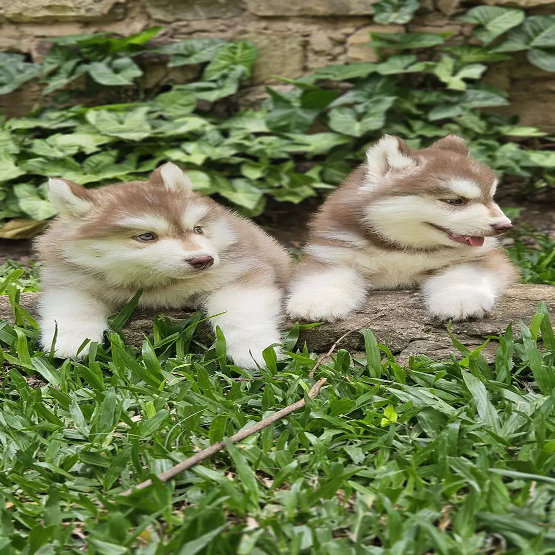 husky 3