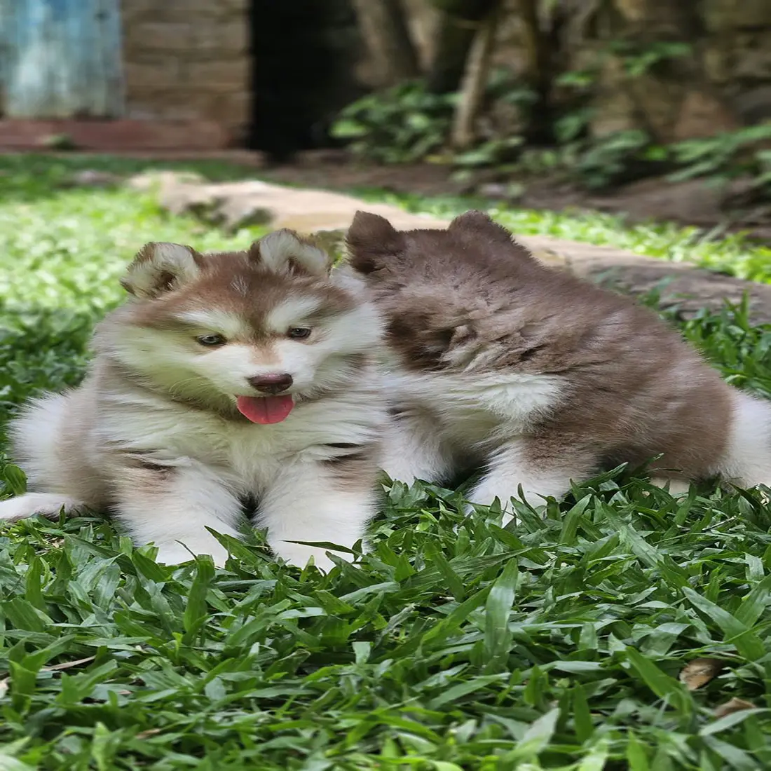husky 4
