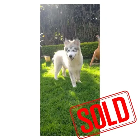 Alaskan malamute