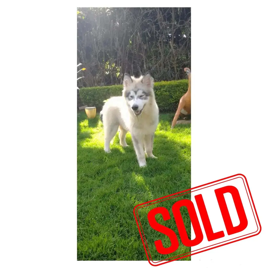 malamute