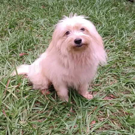 Maltese