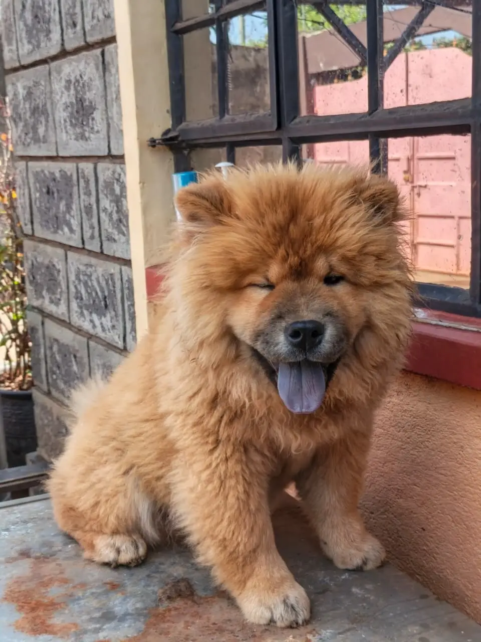 chow jpeg 2