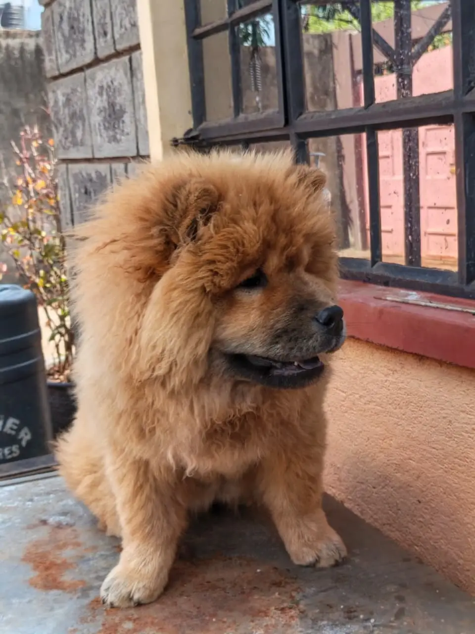 chow jpeg